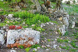 Foundations of a talayotic house